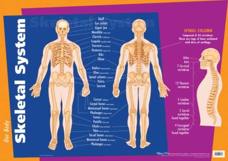 Skeletal System Poster